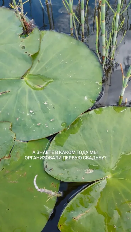 Свадебное оформление