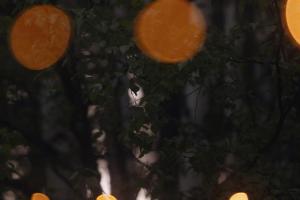 Свадебная фотография