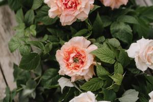 Свадебная фотография